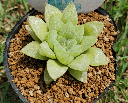 多肉植物　ハオルチア　スノーフレーク　２株　発根済み 多肉植物 ハオルチア スノーフレーク 発根済み - メルカリ