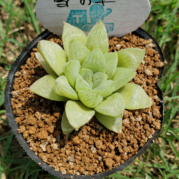 雪の華 多肉植物 ハオルチア その他インテリア雑貨 多肉のたかだ 通販