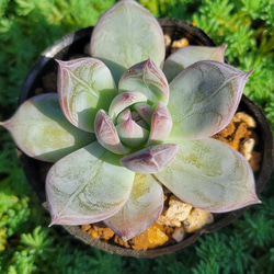 ブラックサバス 多肉植物 エケベリア その他インテリア雑貨 多肉の