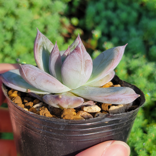 ブラックサバス 多肉植物 エケベリア その他インテリア雑貨 多肉の