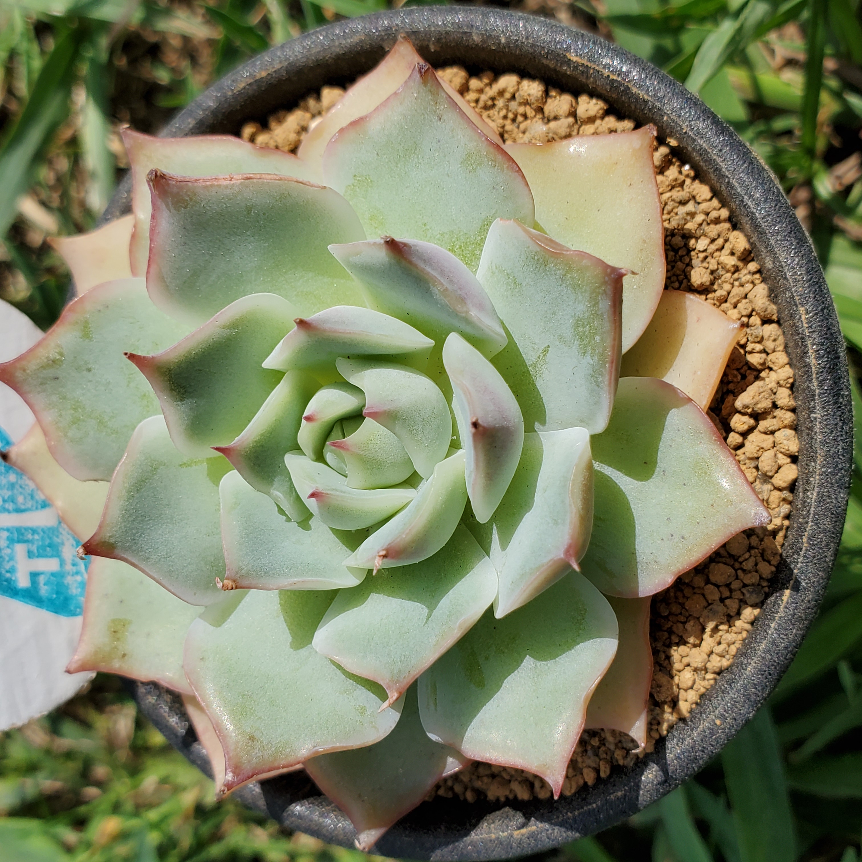 ピンクチップ錦♥マジョリカ♥　多肉植物　エケベリア ピンクチップス 多肉植物 エケベリア その他インテリア雑貨 多肉