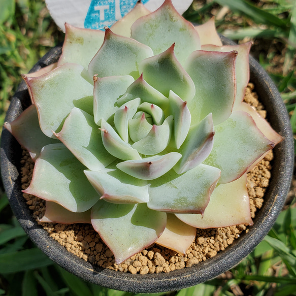 ピンクチップス エケベリア 多肉植物 【公式通販】