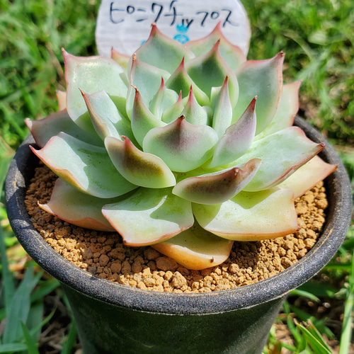 ピンクチップス 多肉植物 エケベリア その他インテリア雑貨 多肉