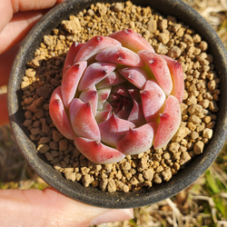 桃太郎 多肉植物 エケベリア 2枚目の画像