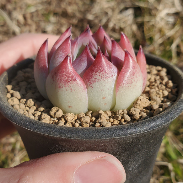 桃太郎 多肉植物 エケベリア 3枚目の画像