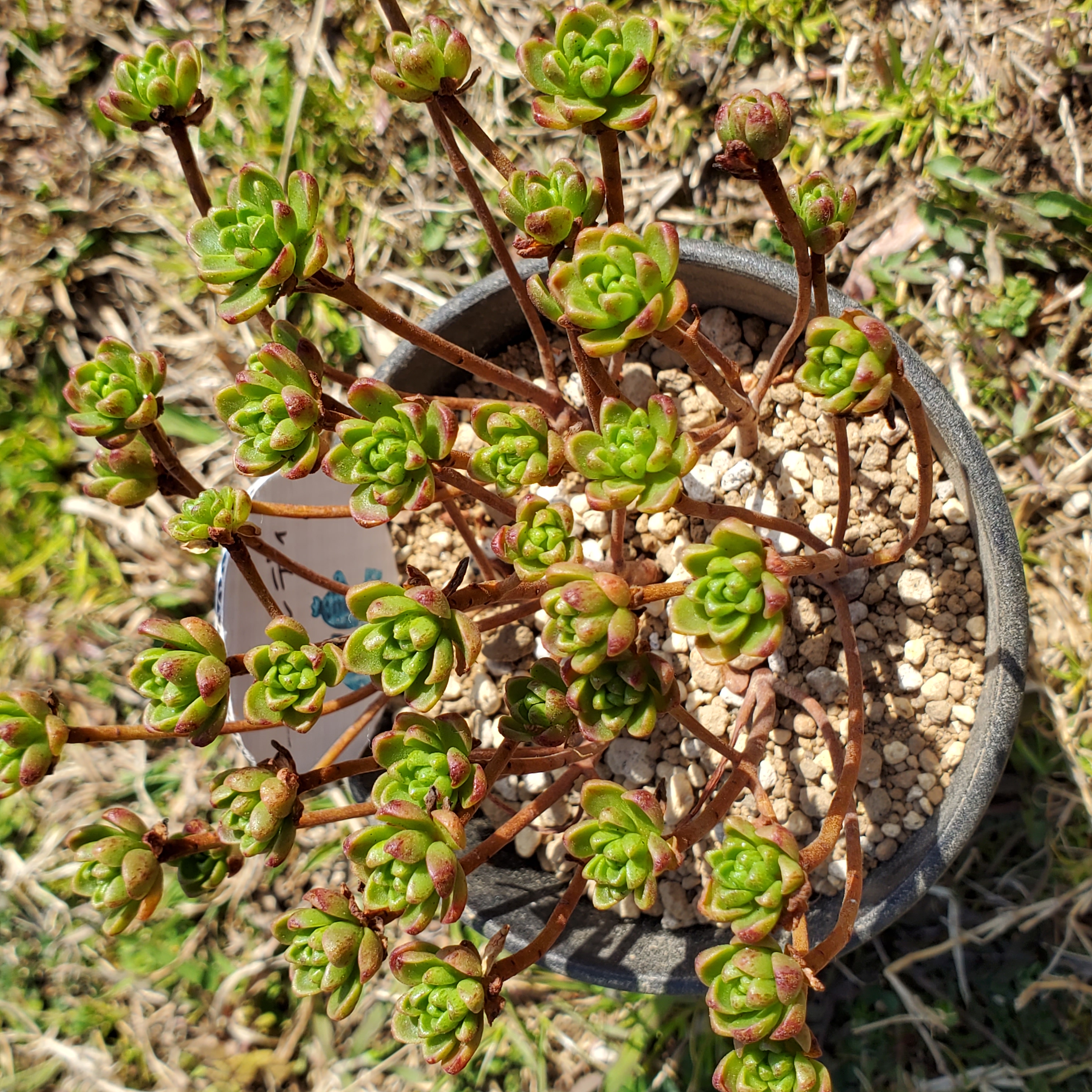 アーノルディ 多肉植物 アエオニウム e3ba0400f8da3c832220453d4d6b95