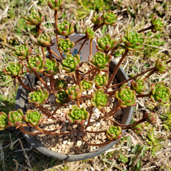 アーノルディ 多肉植物 アエオニウム その他インテリア雑貨 多肉の