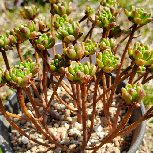 アーノルディ 多肉植物 アエオニウム その他インテリア雑貨 多肉の