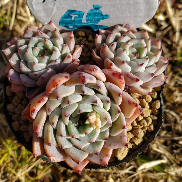 沙羅姫牡丹　大群生株 多肉植物 沙羅姫牡丹 群生 特大 | るる農園~多肉植物専門