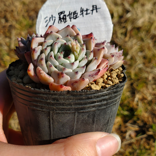 沙羅姫牡丹 群生 多肉植物 エケベリア その他インテリア雑貨 多肉の