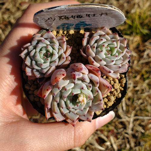 沙羅姫牡丹 群生 多肉植物 エケベリア その他インテリア雑貨 多肉の