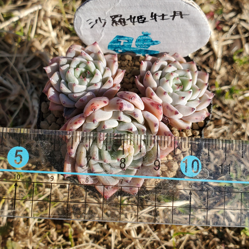 沙羅姫牡丹 群生 多肉植物 エケベリア その他インテリア雑貨 多肉の