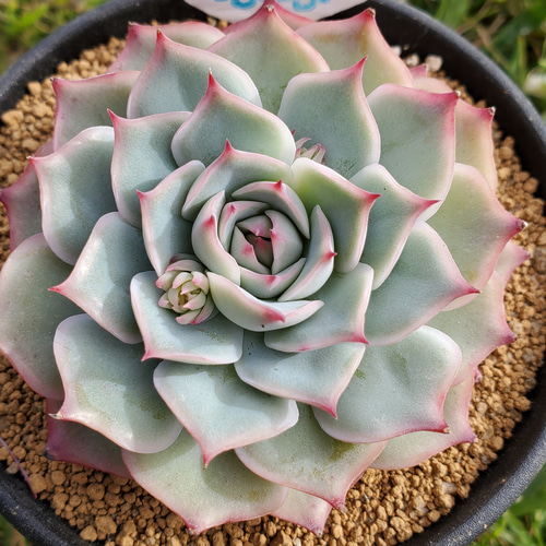 多肉植物 skエケベリア シルアンス 多肉植物 エケベリア 7.5cmポット : z231008002 : フラワーネット日本花キ流通 - 通販 -  Yahoo!ショッピング