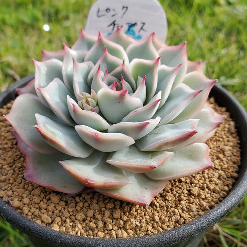 多肉植物 かわい ピンクチップス錦 多肉植物 かわい ピンクチップス錦