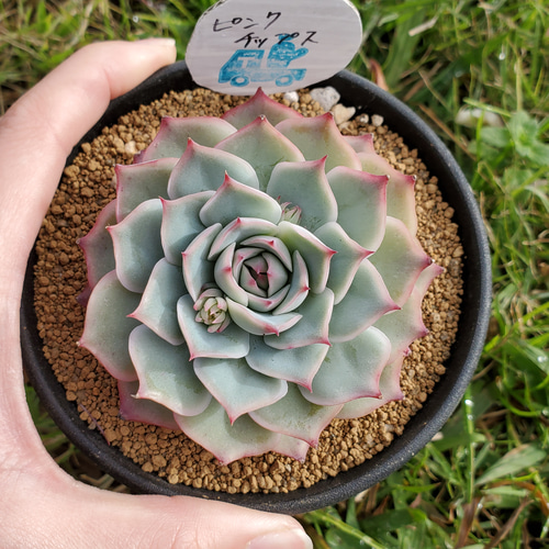 ピンクチップス 多肉植物 エケベリア 1 その他インテリア雑貨 多肉の