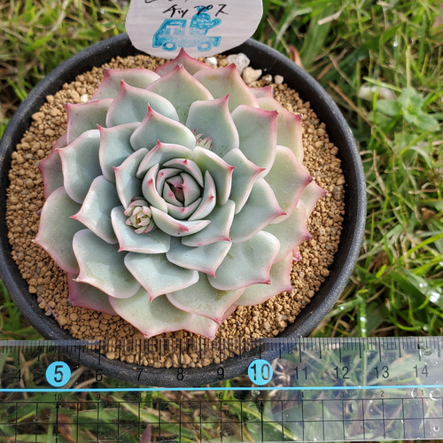 ピンクチップス 多肉植物 エケベリア 1 その他インテリア雑貨 多肉の