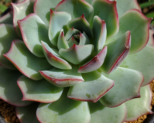 BIGサイズ！ ピンクチップス 多肉植物 エケベリア その他インテリア