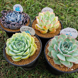 その他多肉植物 mm たかだの気まぐれセット！ BIGサイズセット！ 多肉植物 エケベリア