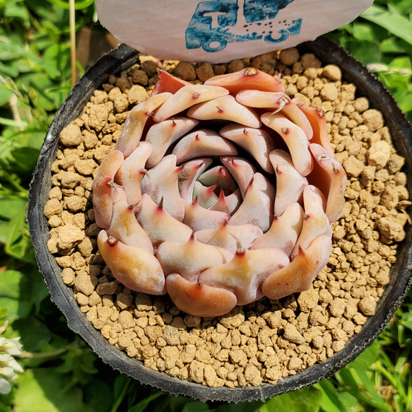 ピンクザラゴーサ 多肉植物 エケベリア2 その他インテリア雑貨 多肉の 