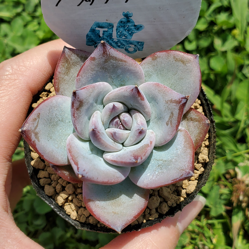 ブラックサバス 多肉植物 エケベリア その他インテリア雑貨 多肉の