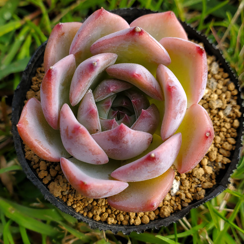 キャラリアン ケラリアン 多肉植物 エケベリア その他インテリア雑貨