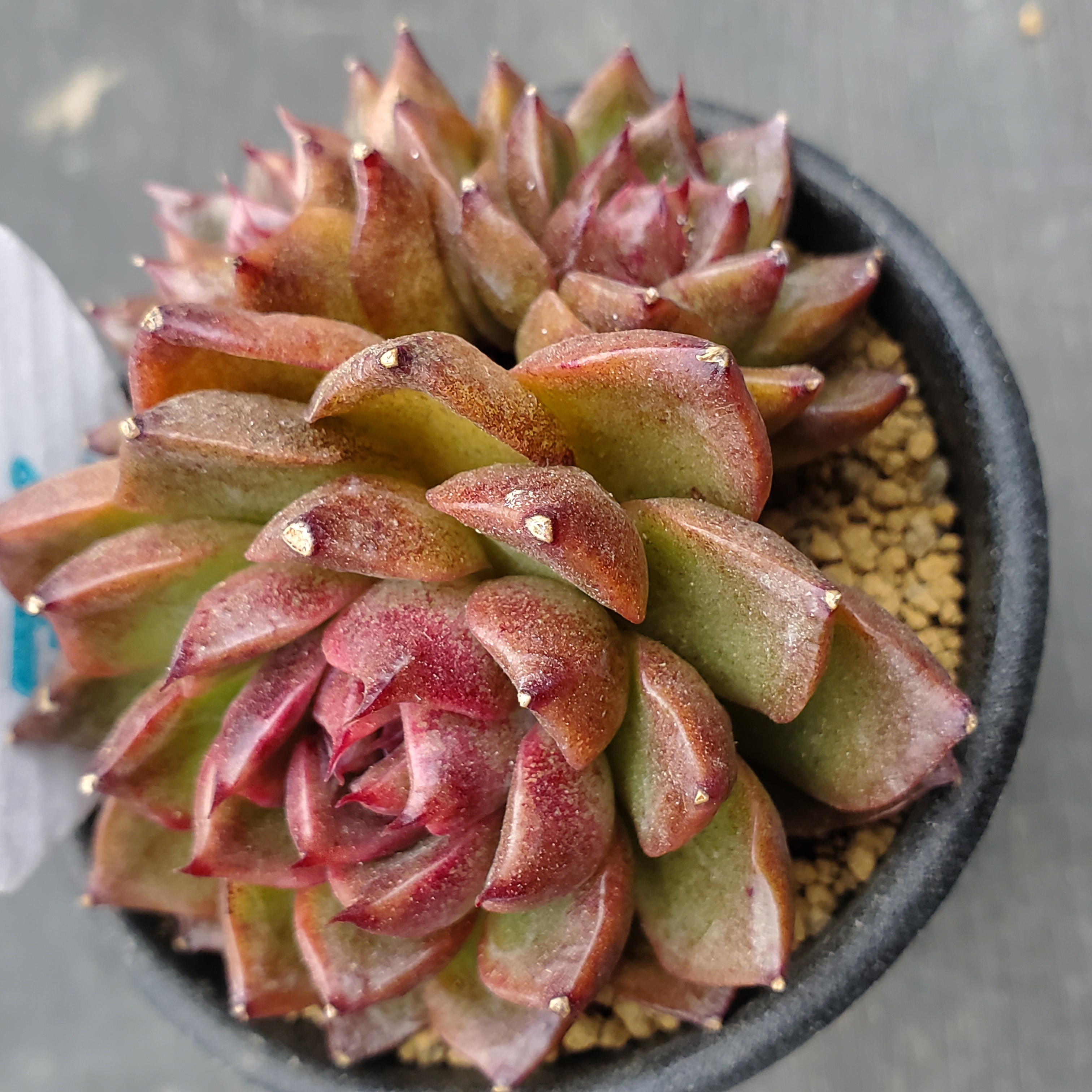 Ｐｒｅｍｉｕｍ Ｌｉｎｅ 多肉植物 ブラッククイーン - 通販