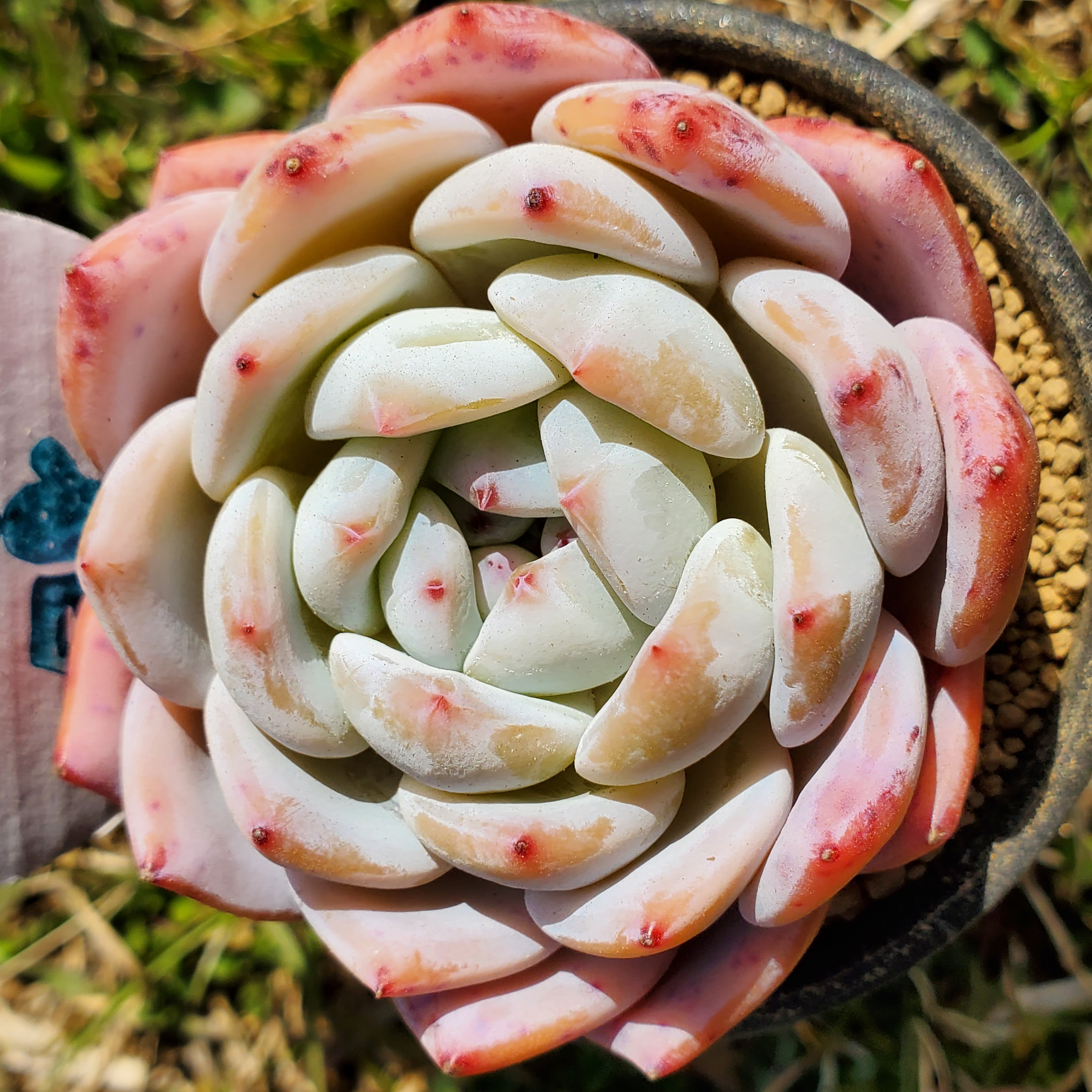 多肉植物❤️エケベリア属 ❤️ オレンジモンロー❤️ 1頭10cm拔き苗大苗2年生 多肉植物❤️エケベリア属 ❤️ オレンジモンロー❤️ 1頭10cm拔