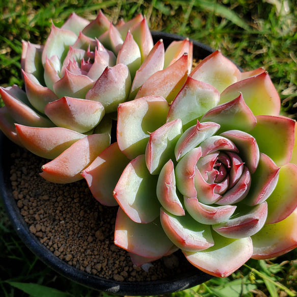 多肉植物   シルエット　双頭 多肉植物 シルエット 双頭 【公式通販】