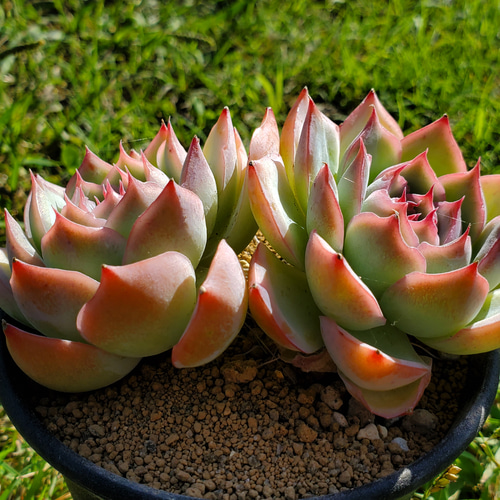 多肉植物   シルエット　双頭 BIGサイズ！ シルエット 双頭 多肉植物 エケベリア その他