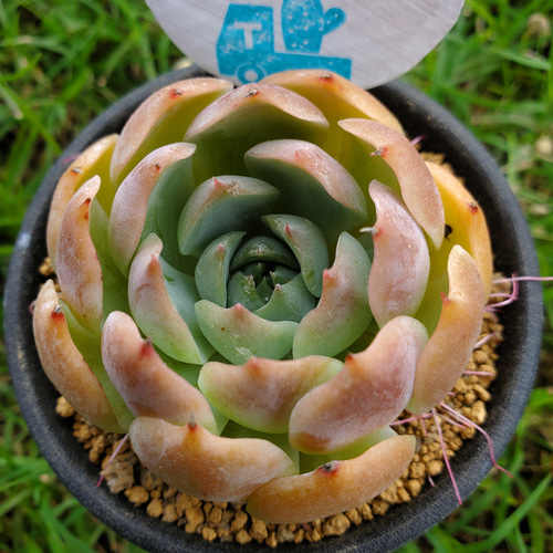 コロラータ C多肉植物エケベリア速達付き