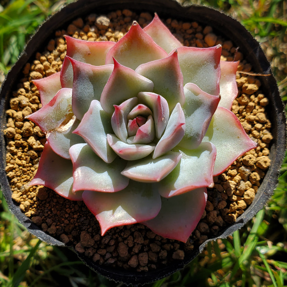 訳あり ピンクチップス 多肉植物 エケベリア その他インテリア