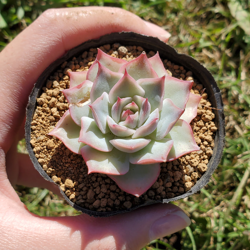 ピンクチップ錦♥マジョリカ様専用♥ 多肉植物 エケベリア 【公式通販】