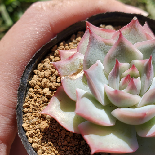 ピンクチップス 多肉植物 エケベリア 1 その他インテリア雑貨
