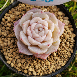 ピュアラブ 多肉植物 エケベリア その他インテリア雑貨 多肉のたかだ