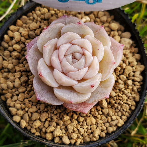 ピュアラブ 多肉植物 エケベリア その他インテリア雑貨 多肉のたかだ