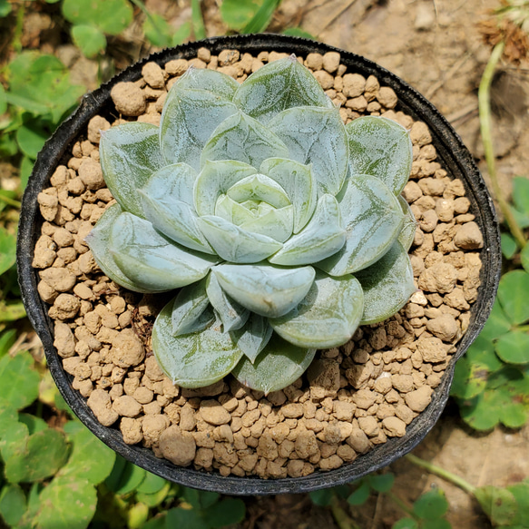 多肉植物❤ラズベリーアイス❤抜き苗 多肉植物 抜き苗 ラズベリー