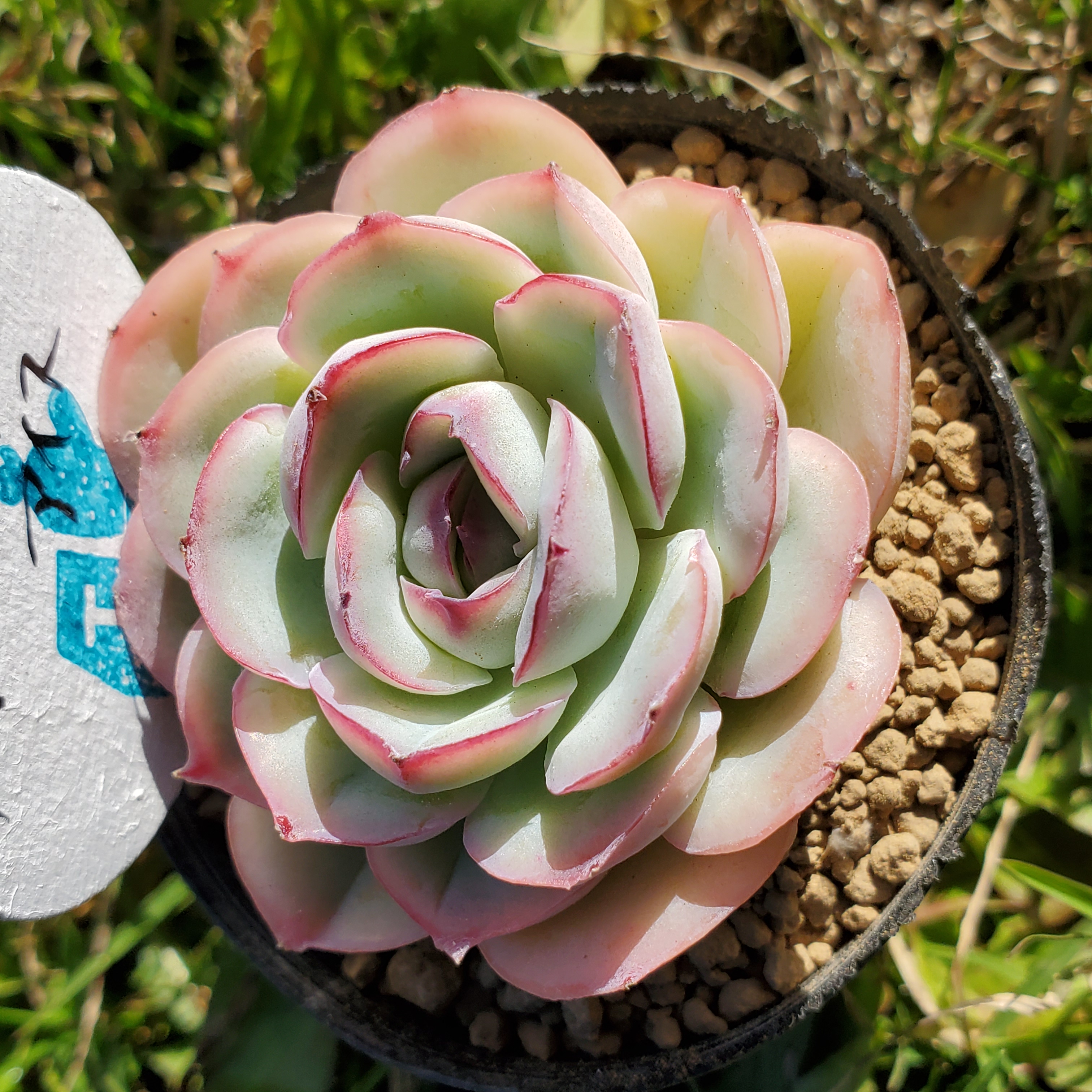 アイスストロベリー錦　ビッグサイズ　綺麗な色斑入り　多肉植物　　エケベリア　重い