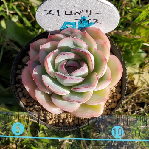 多肉植物 ♡ストロベリーアイス♡大きめ苗^^ 276現物 多肉植物