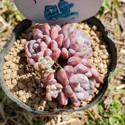 アモエナ 多肉植物 エケベリ その他インテリア雑貨 多肉のたかだ 通販