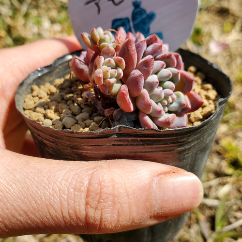 アモエナ 多肉植物 エケベリ その他インテリア雑貨 多肉のたかだ 通販