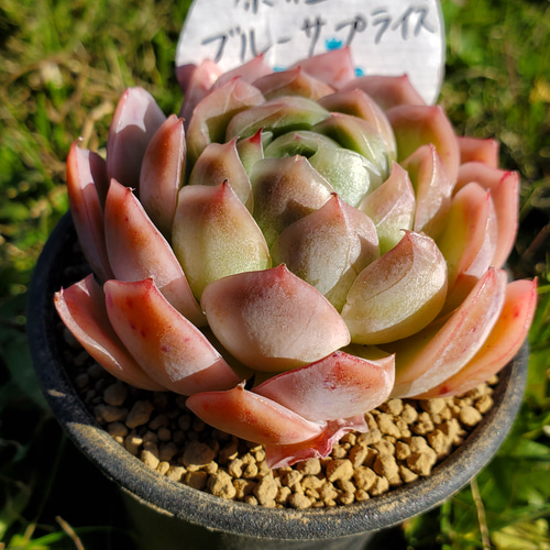 原種ブルーサプライズ 多肉植物 エケベリア その他インテリア