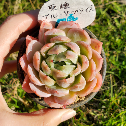 原種ブルーサプライズ 多肉植物 エケベリア その他インテリア