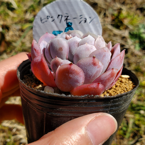 ❣️ピンクネーション❣️カット ランダム エケベリア 寄せ植え 多肉植物 ピンクネーション 多肉植物 エケベリア 1 その他インテリア雑貨 多肉の