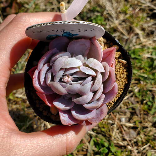 ❣️ピンクネーション❣️カット ランダム エケベリア 寄せ植え 多肉植物 ピンクネーション エケベリア カット苗 | 多肉植物カット苗の通販