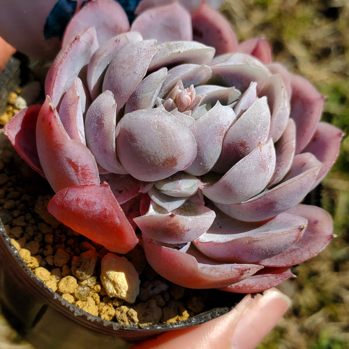 ピンクネーション 多肉植物 エケベリア 1 その他インテリア雑貨 多肉の