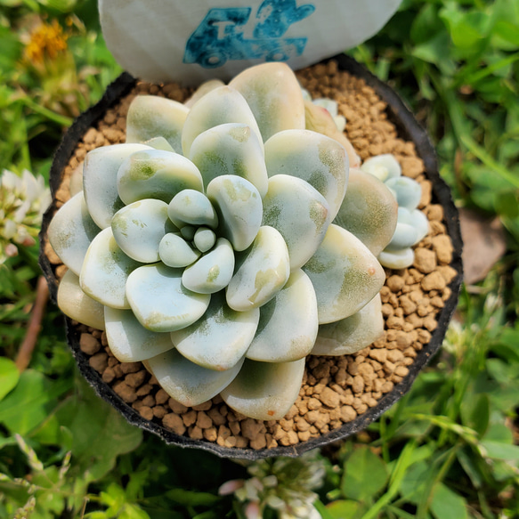 クラバツム錦 多肉植物 セダム 1枚目の画像