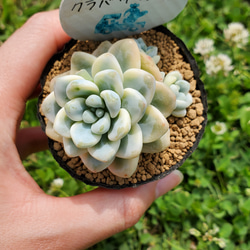 クラバツム錦 多肉植物 セダム 2枚目の画像