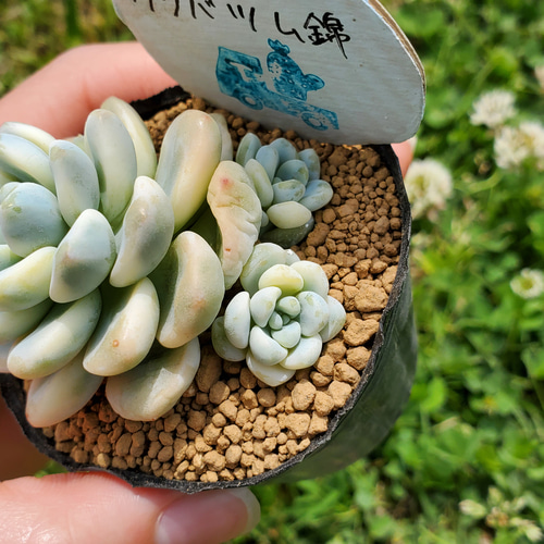 クラバツム錦 多肉植物 セダム その他インテリア雑貨 多肉の クラバツム錦 多肉植物 セダム その他インテリア雑貨 多肉の