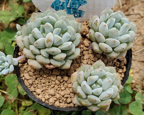 クリッシーNライアン 多肉植物 エケベリア その他インテリア雑貨 多肉