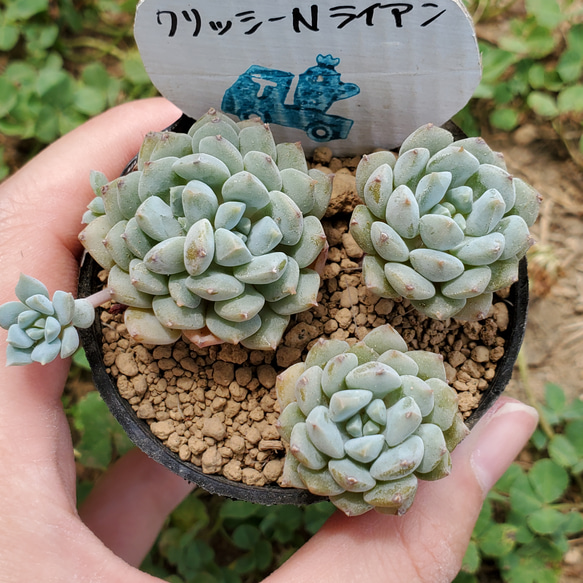 クリッシーNライアン 多肉植物 エケベリア 2枚目の画像